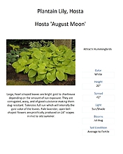 Hosta (Plantain Lily)