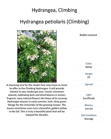Hydrangea petiolaris (Climbing)
