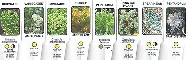 Succulents 4\" Pot
