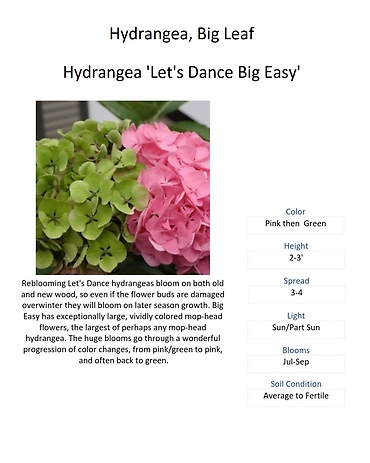 Hydrangea (Big Leaf & Mountain Varieties)