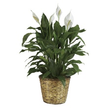 Simply Elegant Spathiphyllum - Large