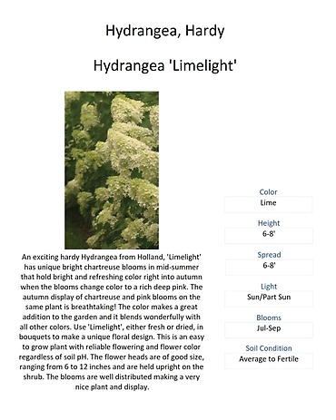 Hydrangea (Panicle and Hardy Varieties)