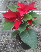 Poinsettia Branched 4.5\"