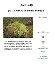 Grass - Ornamental