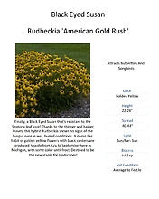 Rudbeckia (Black-Eyed Susan)