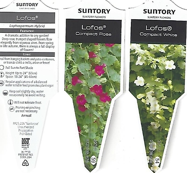 Lophospermum \'Lofos\' 4.5\" Pot or 12\" Hanging Basket