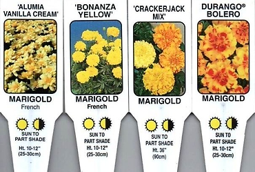 Marigolds