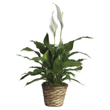 Simply Elegant Spathiphyllum - Small