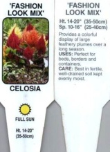 Celosia, Mixed