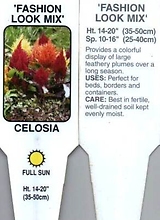 Celosia, Mixed