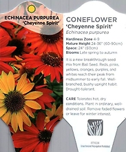 Echinacea (Cone Flower)