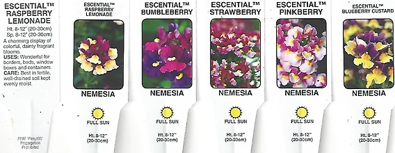 Nemesia 4\" Pot