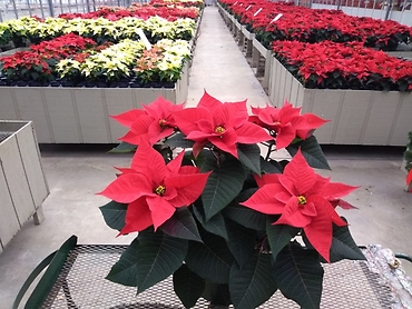Poinsettia 5 Bloom