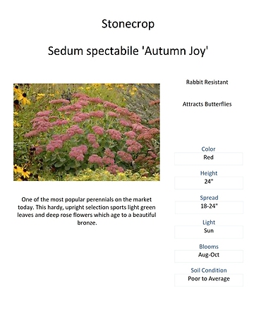 Sedum \'Autumn Joy\' (Stonecrop