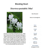 Dicentra (Bleeding Hearts)