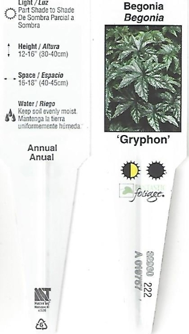 Begonia, Rex \'Gryphon\' 4.5\" pot