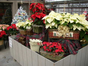 Christmas in the Garden Center