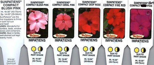 Impatiens, Hybrid \'Sunpatiens\' 4.5\" Pot or 10\" Hanging Basket