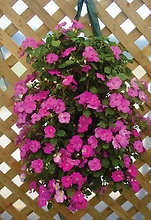 Flower Pouch (Bag) Impatiens or Begonias