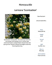 Lonicera \'Scentsation\' (Honeysuckle)