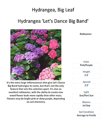 Hydrangea (Big Leaf & Mountain Varieties)