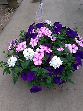 Combination 12\" Premium Hanging Basket