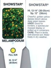 Melampodium