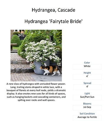 Hydrangea \'Fairytrail Bride\' (Cascading Hydrangea)