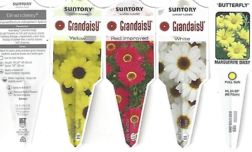 Argyranthemum 6.5\" pot