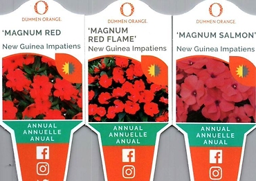 Impatiens, New Guinea \'Magnum\' 4.5\" Pot or 10\" Hanging Basket