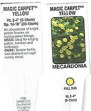 Mecardonia \'Magic Carpet\' 4.5\" Pot