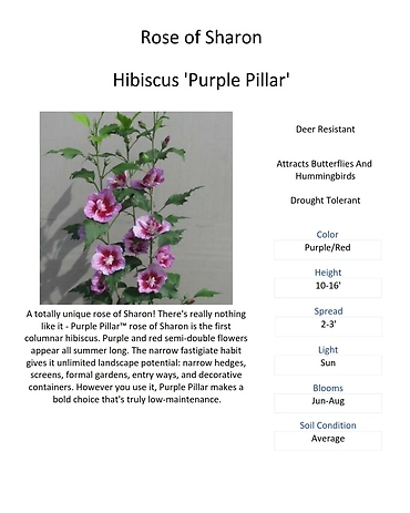 Hibiscus (Rose of Sharon)
