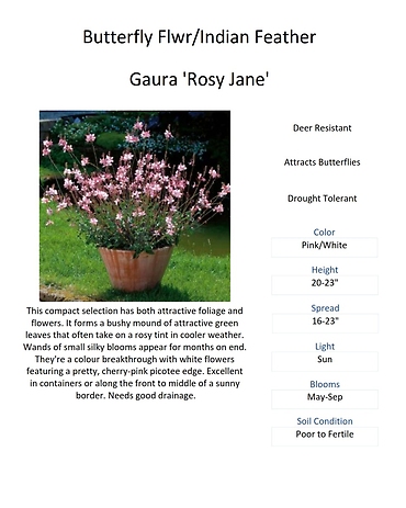 Gaura (Indian Feather / Butterfly flower)