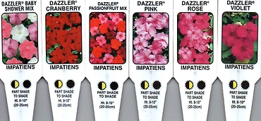 Impatiens, Shade