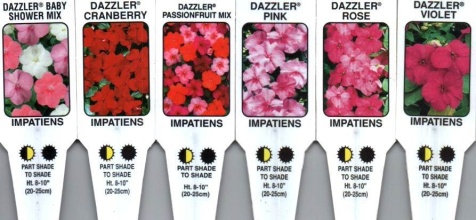 Impatiens, Shade