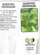 Geranium, Citronella Lemona 6.5\" Pot