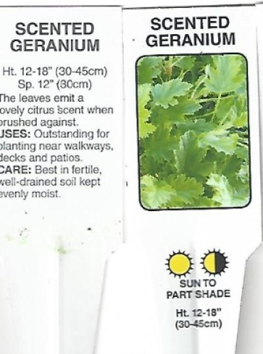 Geranium, Citronella Lemona 6.5\" Pot