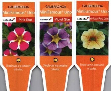 Calibrachoa, Single (Million Bells) 4\" Pot or 10\" Hanging Basket