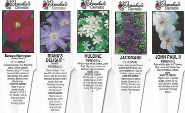 Clematis 1 Gallon Pot w/ Trellis
