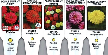 Zinnias