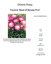 Paeonia (Peony)