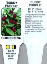 Gomphrena, Purple