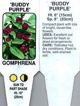 Gomphrena, Purple