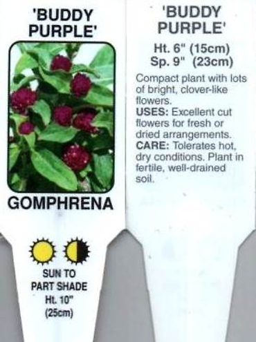 Gomphrena, Purple