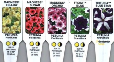 Petunias