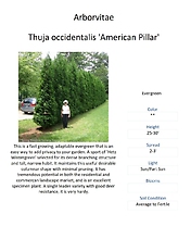 Thuja (Arborvitae)