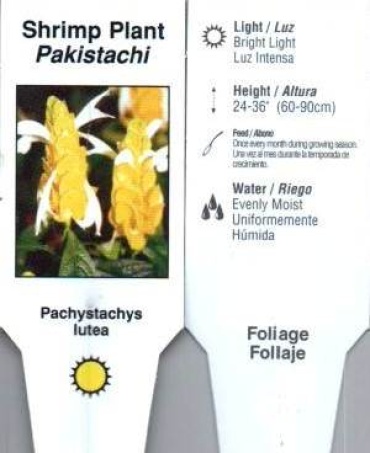 Pachystachys (Yellow Shrimp Plant) 4.5\" Pot or 10\" Pot