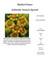 Gaillardia (Blanket Flower)