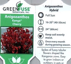 Anigozanthos (Kangaroo Paw) 4.5\" pot