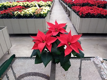 Poinsettia 3 Bloom